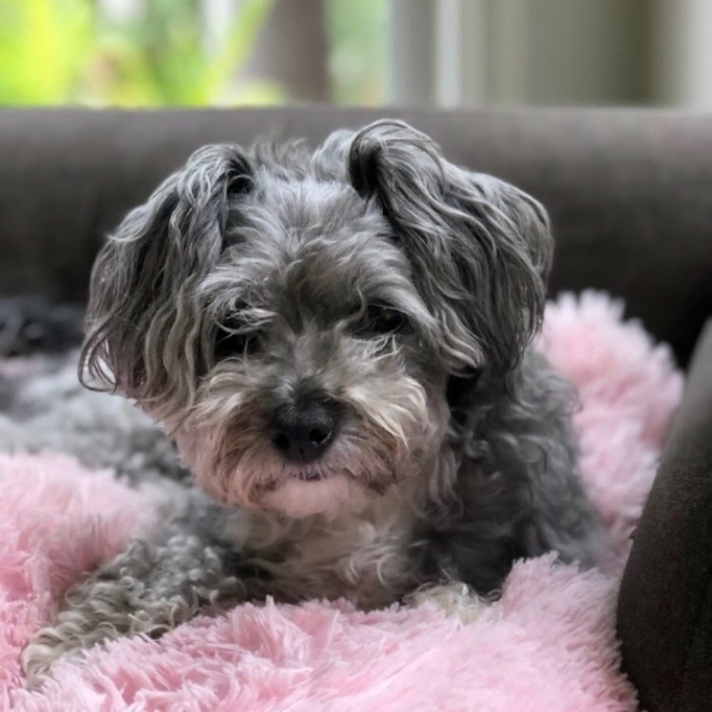 Meet your Posher, Lydia